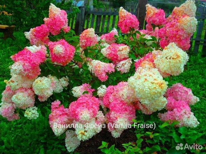 Гортензия метельчатая