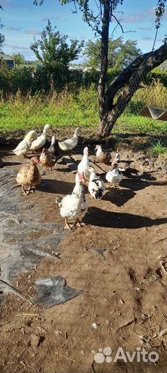 Мускусные утки