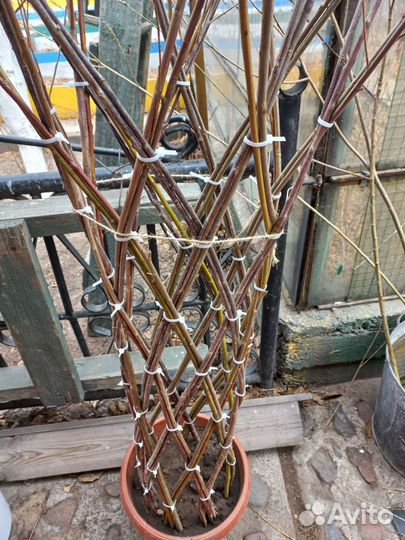 Пальма сибирская из ивы