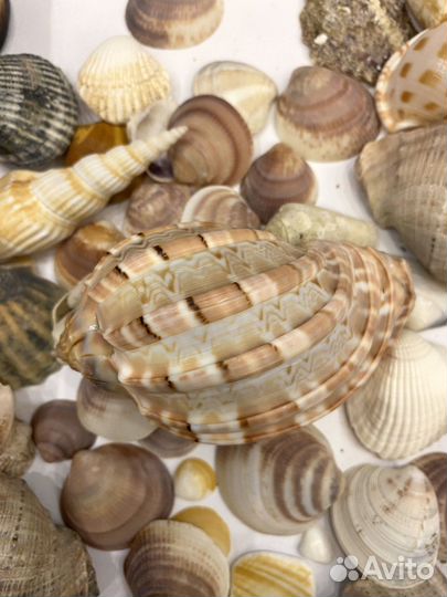 Ракушки морские (раковины)