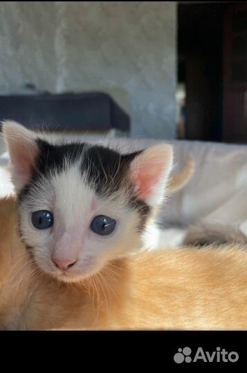 Котята отдам в добрые руки бесплатно
