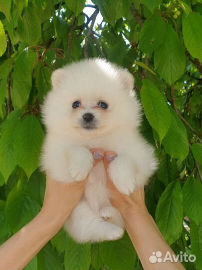Померанский шпиц мини девочка