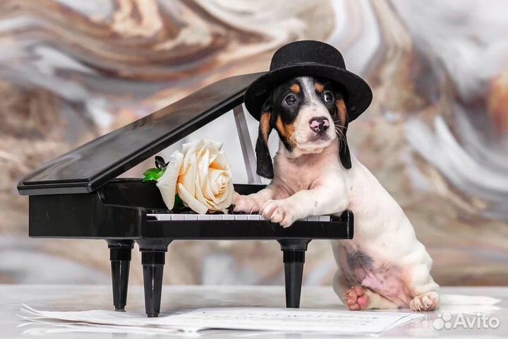 Миниатюрная такса окрас пайболд