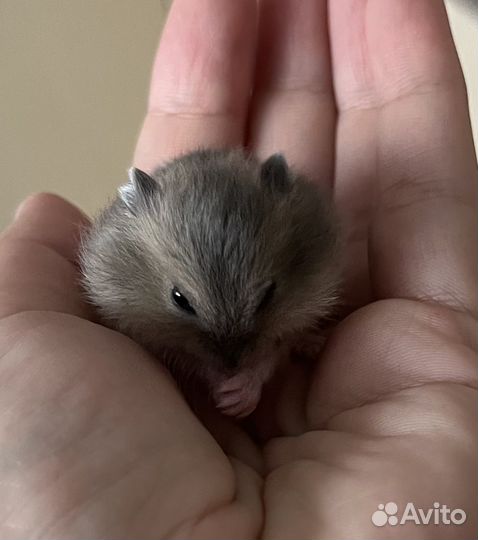 Джунгарский хомяк с клеткой