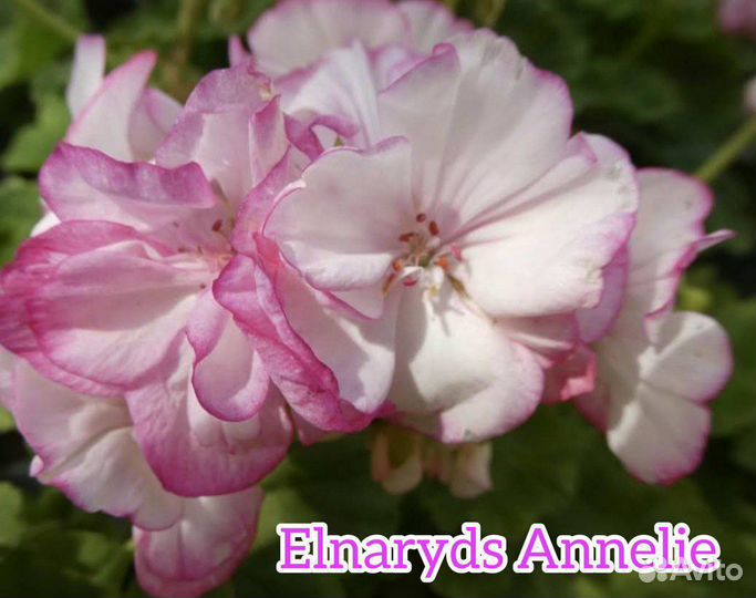 Пеларгонии сортовые (черенки)