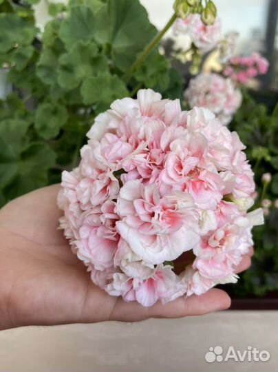 Пеларгония Ириол Eternite