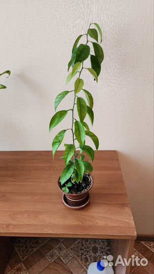 Эухарис, амазонская лилия,комнатные растения,цветы