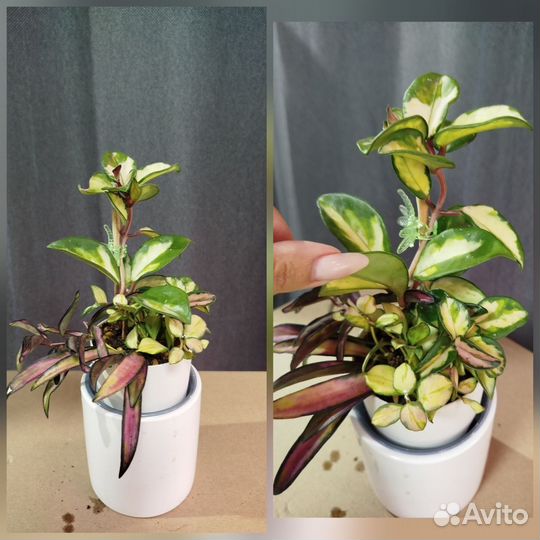 Хойи и их друзья