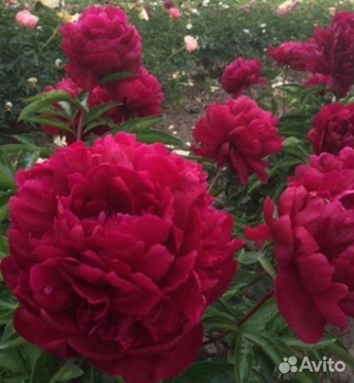 Пион Поль Уайт