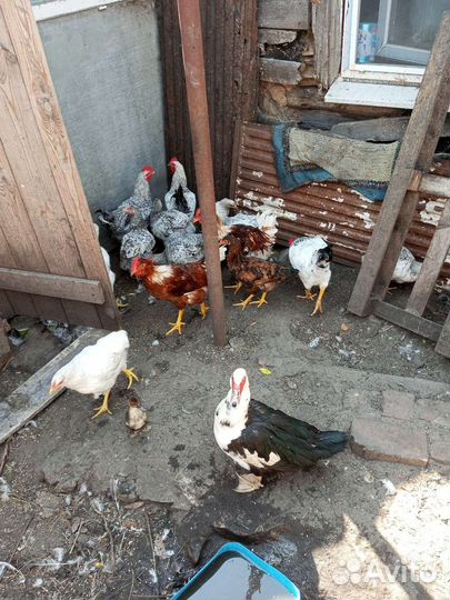 Молодые петушки