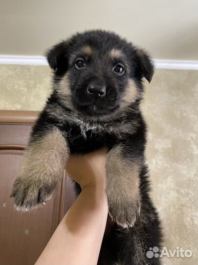 Восточноевропейская овчарка вязка