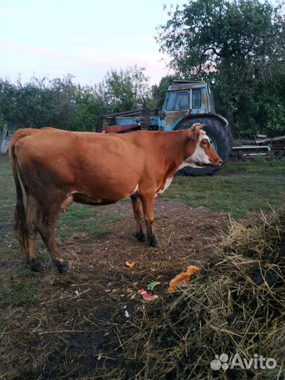 Первотелка