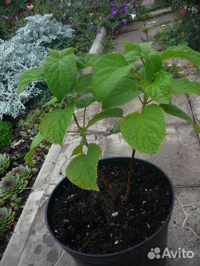 Гортензия анабель, цветы многолетние