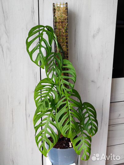 Монстера эскилето черенки