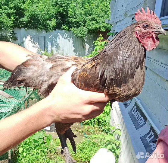 Петухи и курицы Лакендази