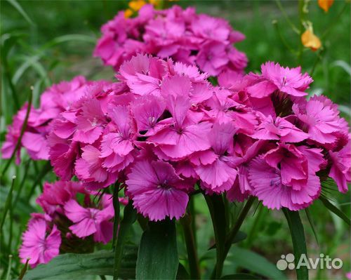 Сирень Виолетта, Турецкая гвоздика, Лихнис