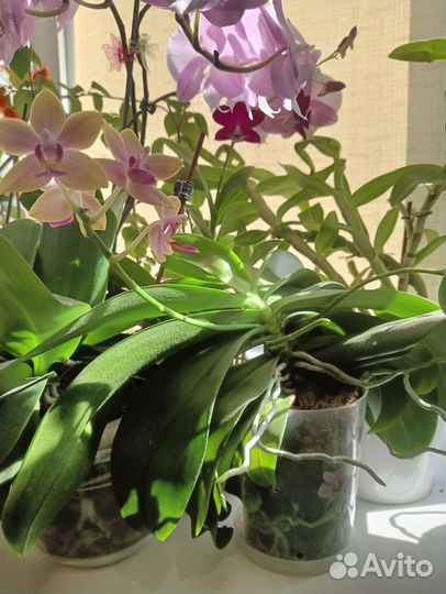 Орхидеи фаленопсис