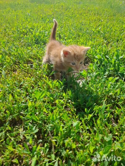 Котята 03.05.2023 рождены. В хорошие руки отдам