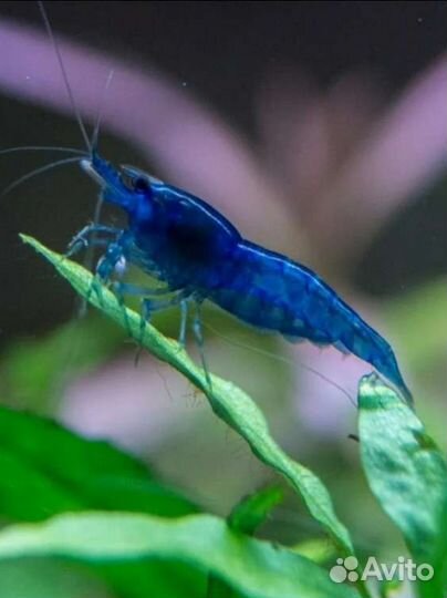 Креветки Растения Рыбки