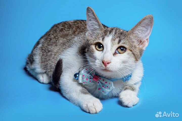 Котенок Марик Мурчалка Тарахтелкин