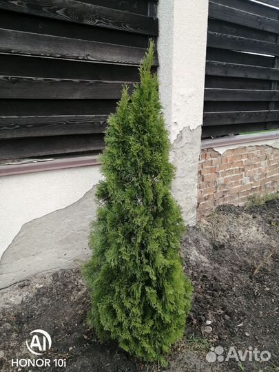 Туя смарагд