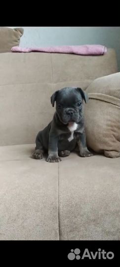 Французский бульдог щенки с документами