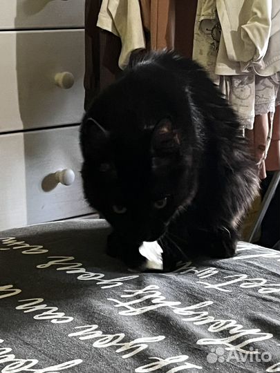 Кошка турецкая ангора