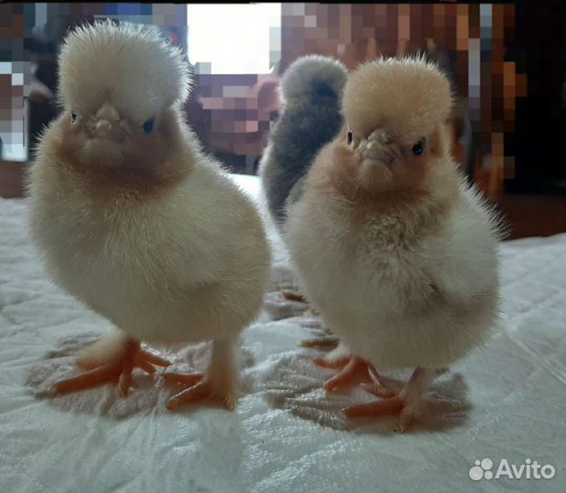 Карликовые Кохи Орловские Бентамка Сизли