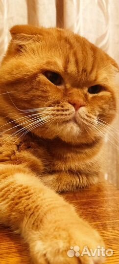 Кот на вязку