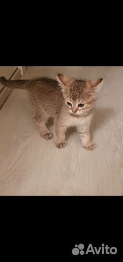 Котята Британской шиншиллы