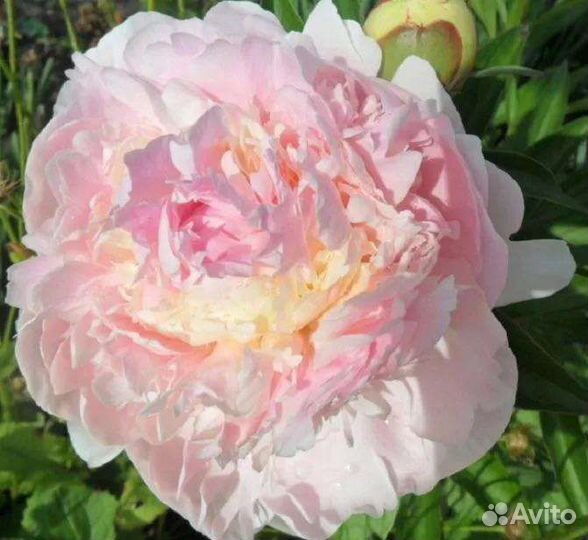 Пионы Блаш Квин