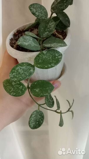 Хойя комплект 2