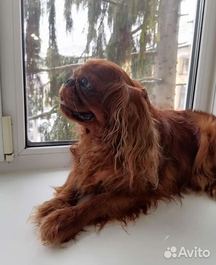 Кинг Чарльз спаниель приглашает на вязку