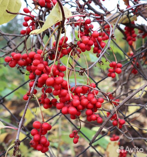 Лимонник китайский - саженец