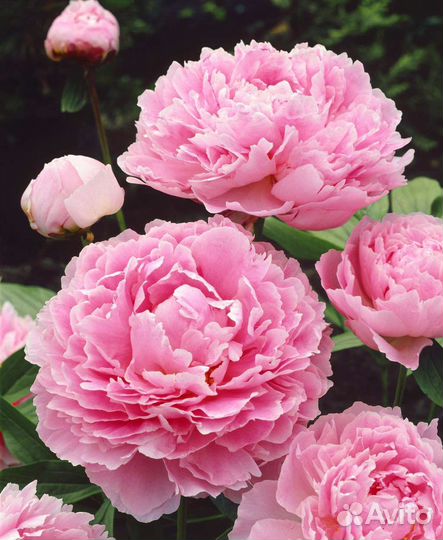 Пионы Сара Бернар и Дюшес де Немур, корневище