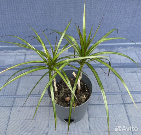 Домашние цветы