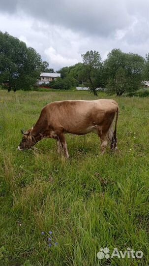 Продам крупно рогатый скот
