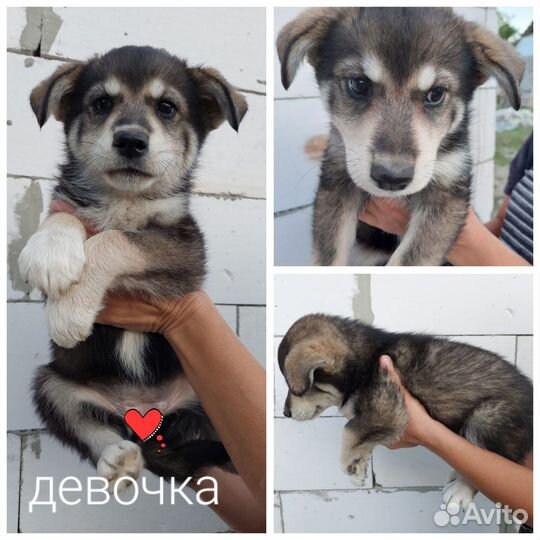 Щенки Немец дш+Хаски