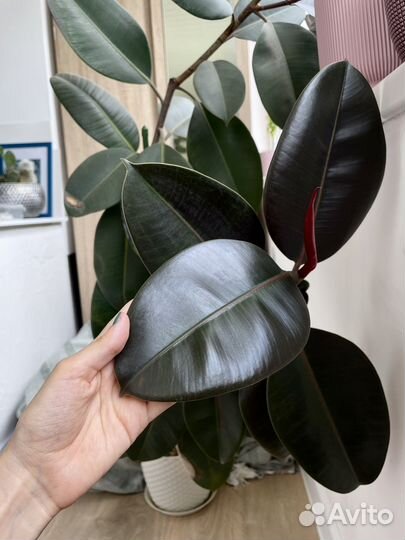 Фикус эластика