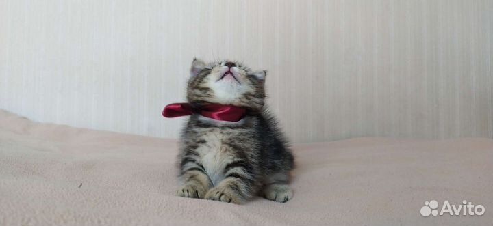 Котята шотландские коротколапики
