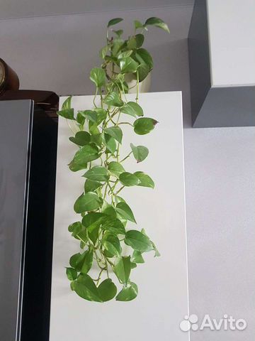 Комнатные растения