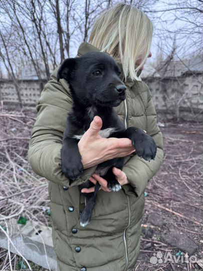 Щенки ищут дом