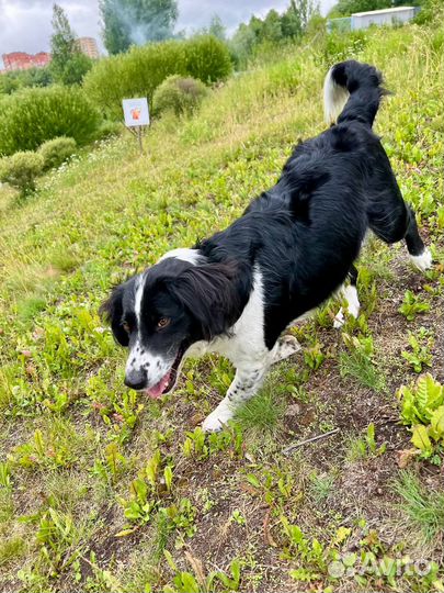 Собака метис Бордер колли со сеттером в дар