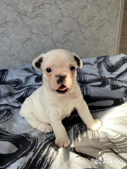 Щенки французского бульдога