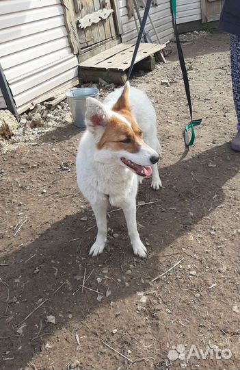 Лайка метис девочка 1 год