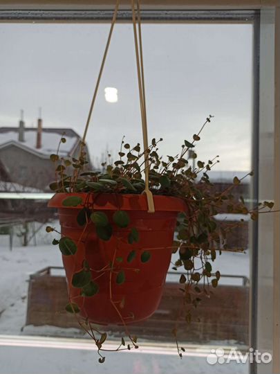 Пеперомия Пепперспот и пеперомия Изабелла