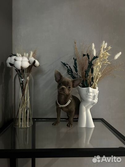 Щенок чихуахуа девочка