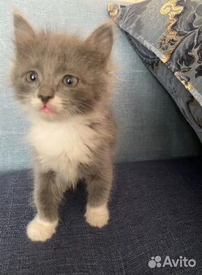 Котенок (мальчик )