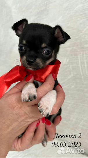 Мини щенки чихуахуа