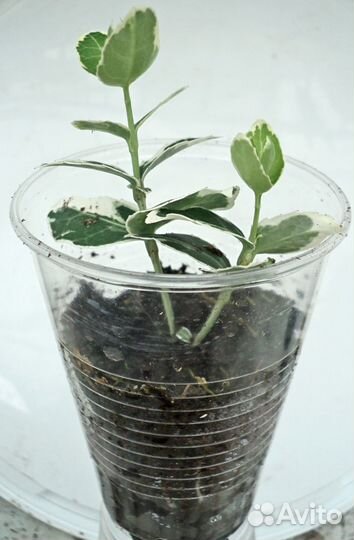 Бересклет вечнозеленый